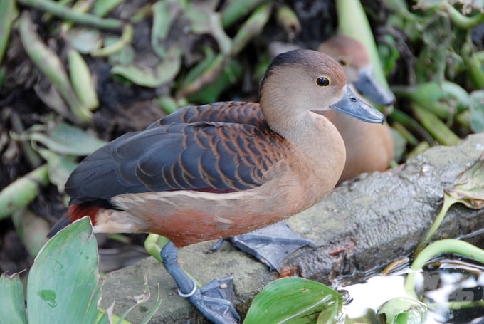 Đem loài chim nước tự nhiên về nuôi, sau 3 tháng người dân “hái” ra tiền